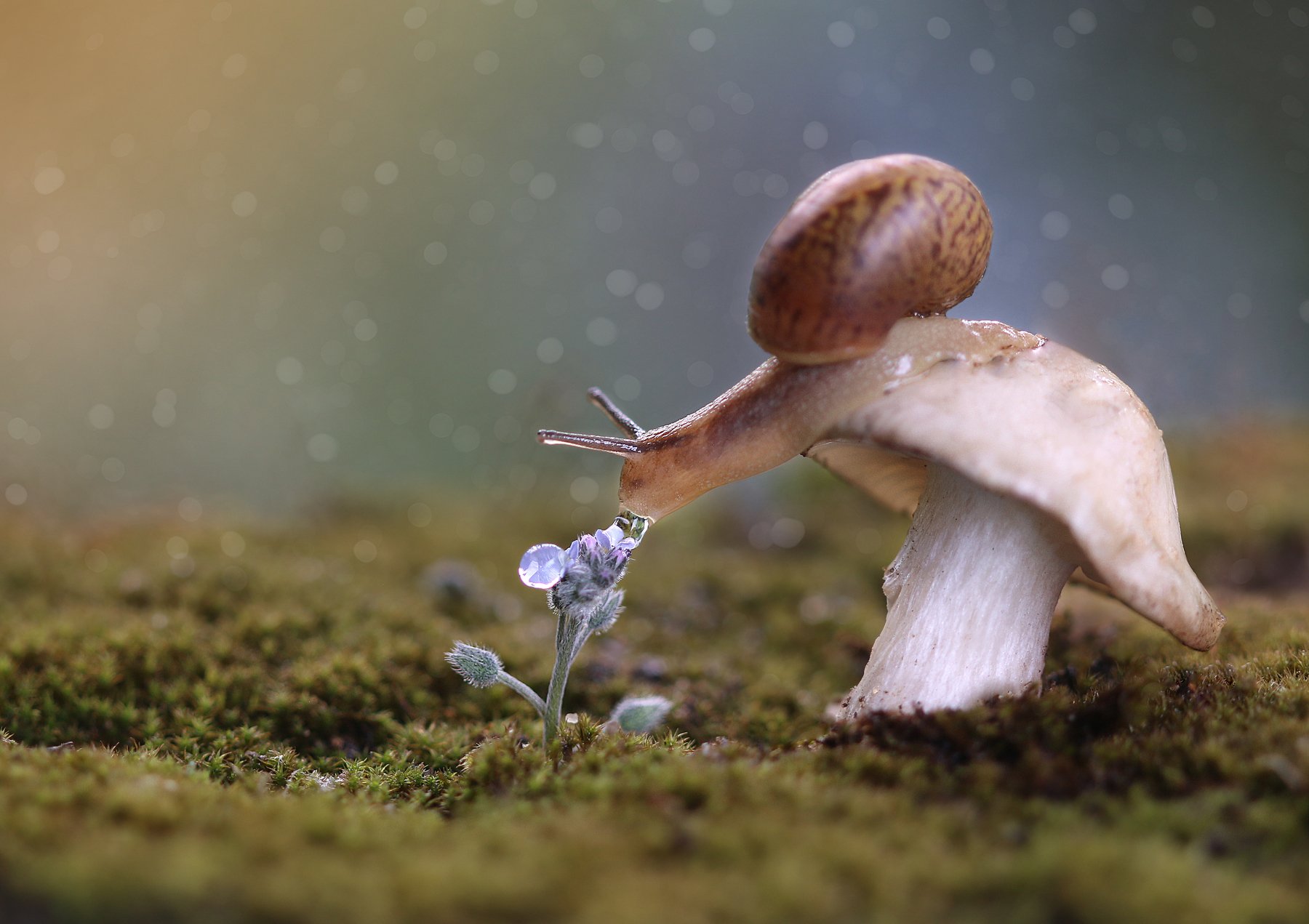 улитка, snail, drops, гриб, макро, macronature, природа, Людмила Гудина