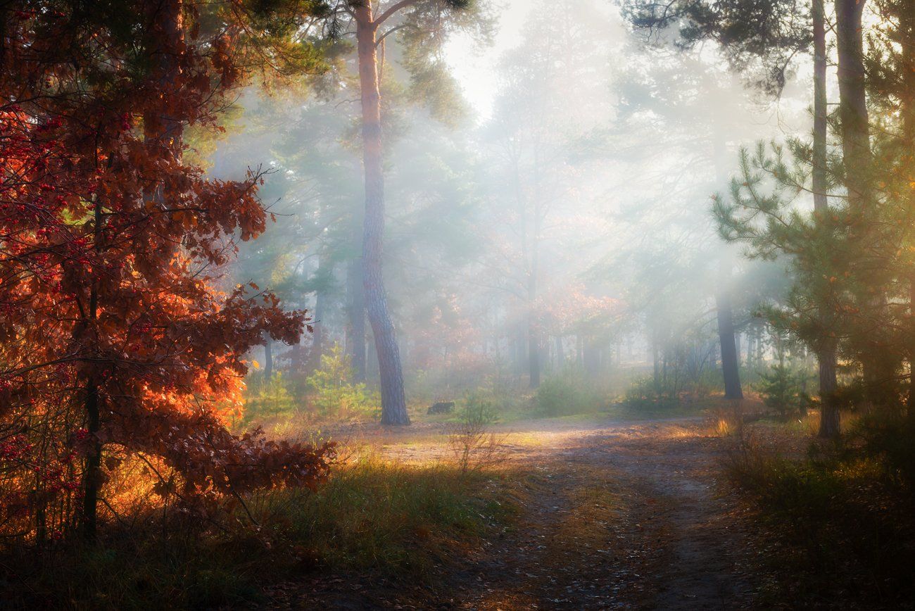 лес, осень, ноябрь, туман, белый, лучи, рассвет, Галанзовская Оксана