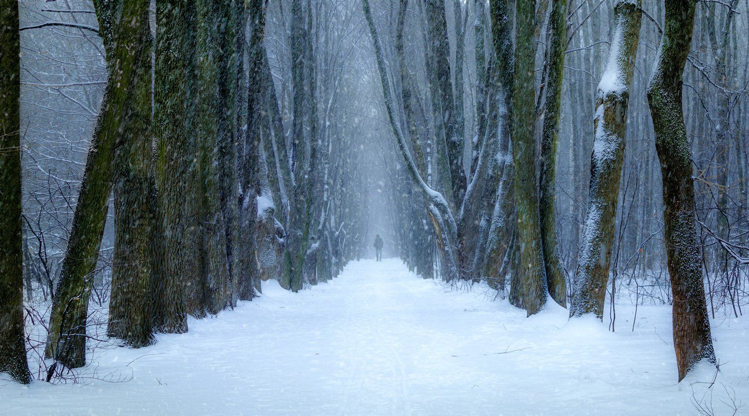 лес, зима, снегопад, снег, деревья, Виктор Климкин