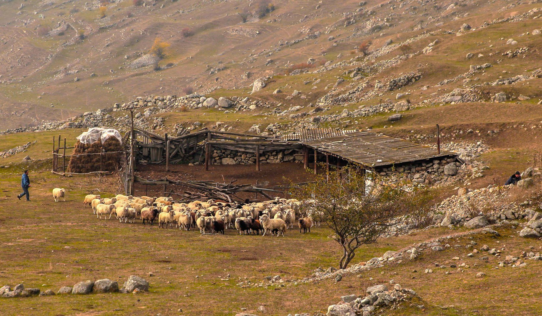 горы,овцы,осень,природа., Marat Magov