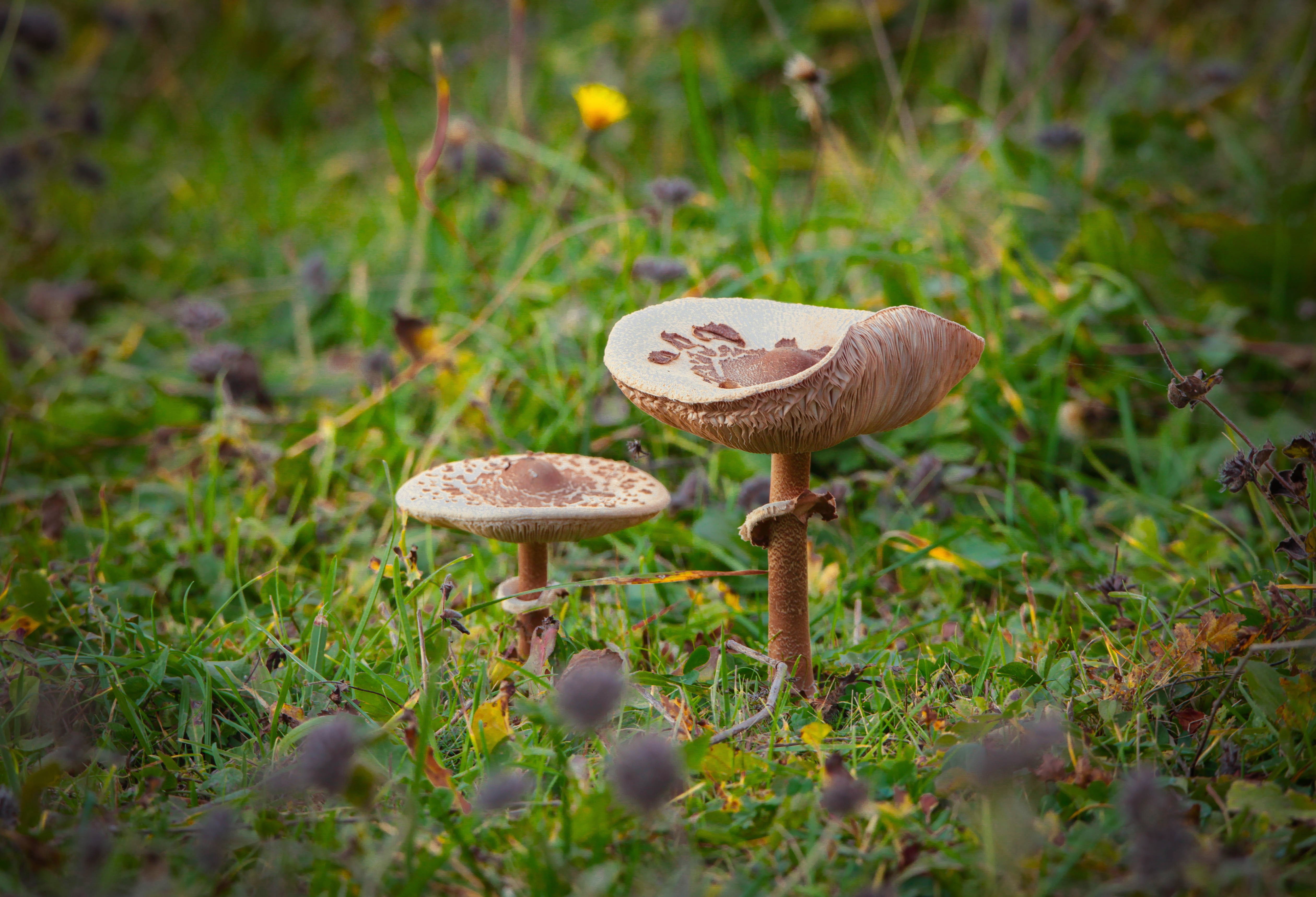 грибы,гриб,зонтик, Marat Magov