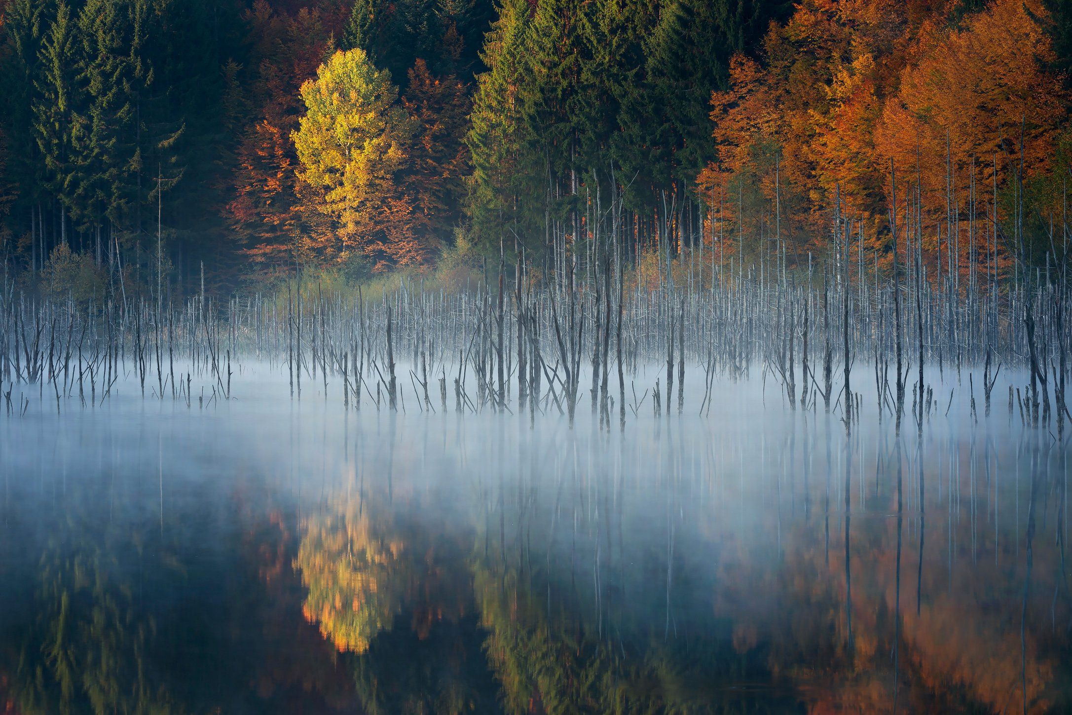 forest, trees, autumn, fog, landscape, travel, nature, mountain ,romania, lake, colors, sunrise, reflection, Lazar Ioan Ovidiu