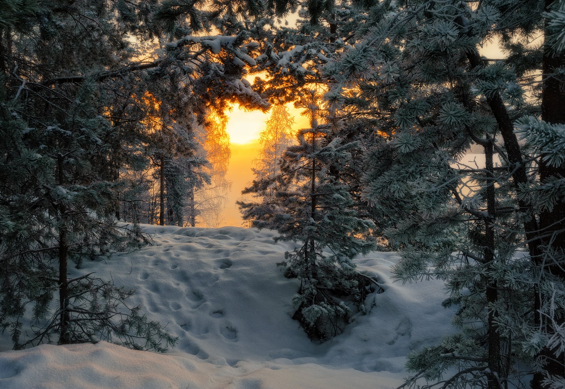утро,сосны,солнце,свет,снег,пейзаж,природа, Евгений Плетнев