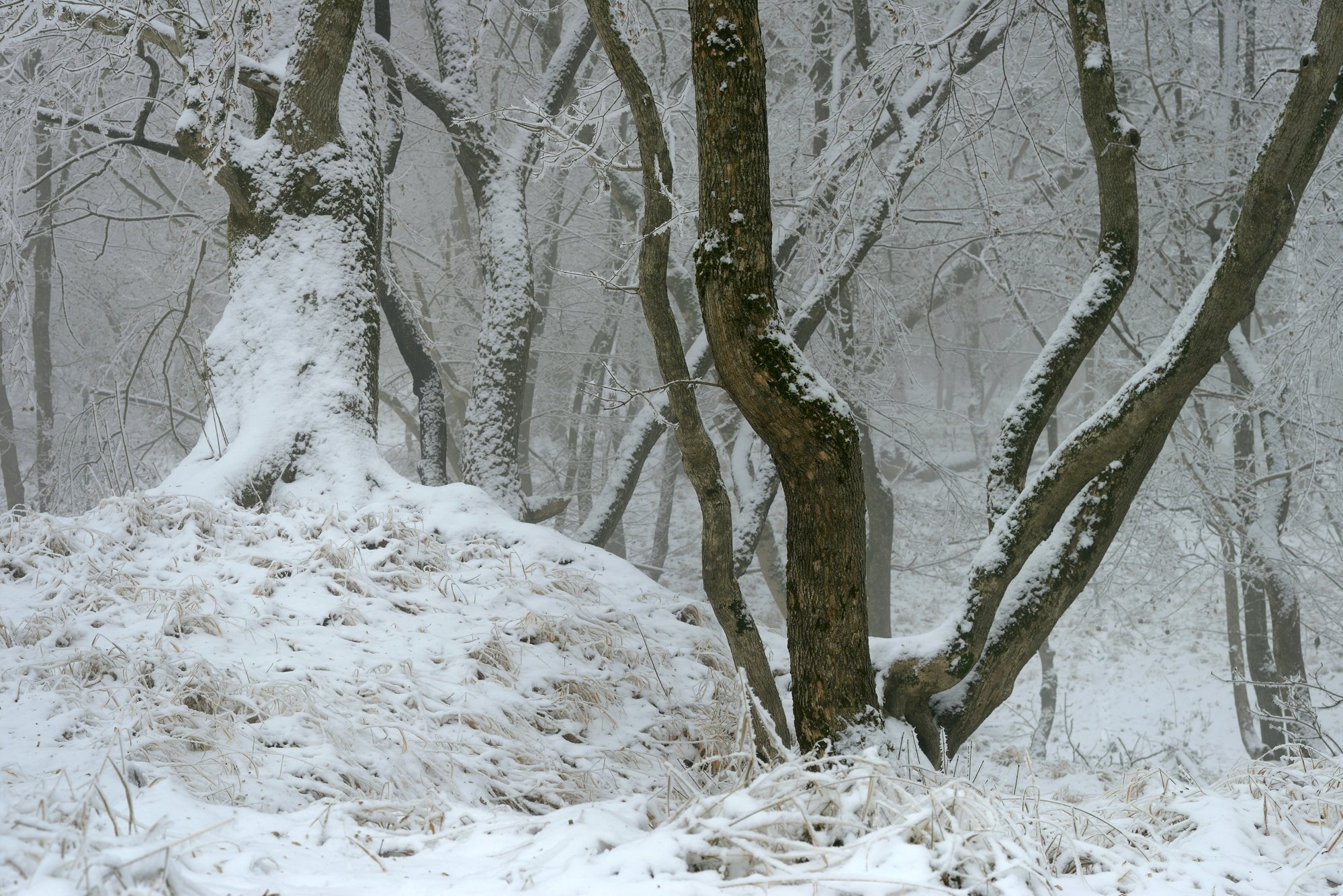 зима лес снег утро, Александр Жарников