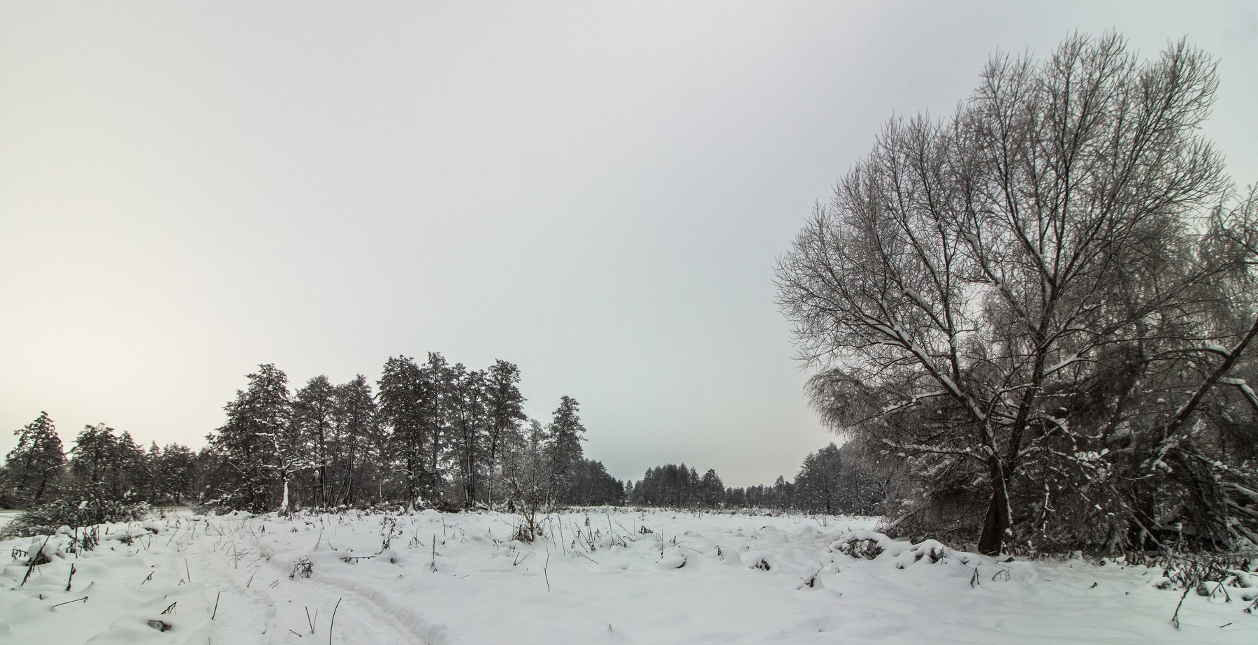 лес, зима, снег, деревья, Руслан Востриков