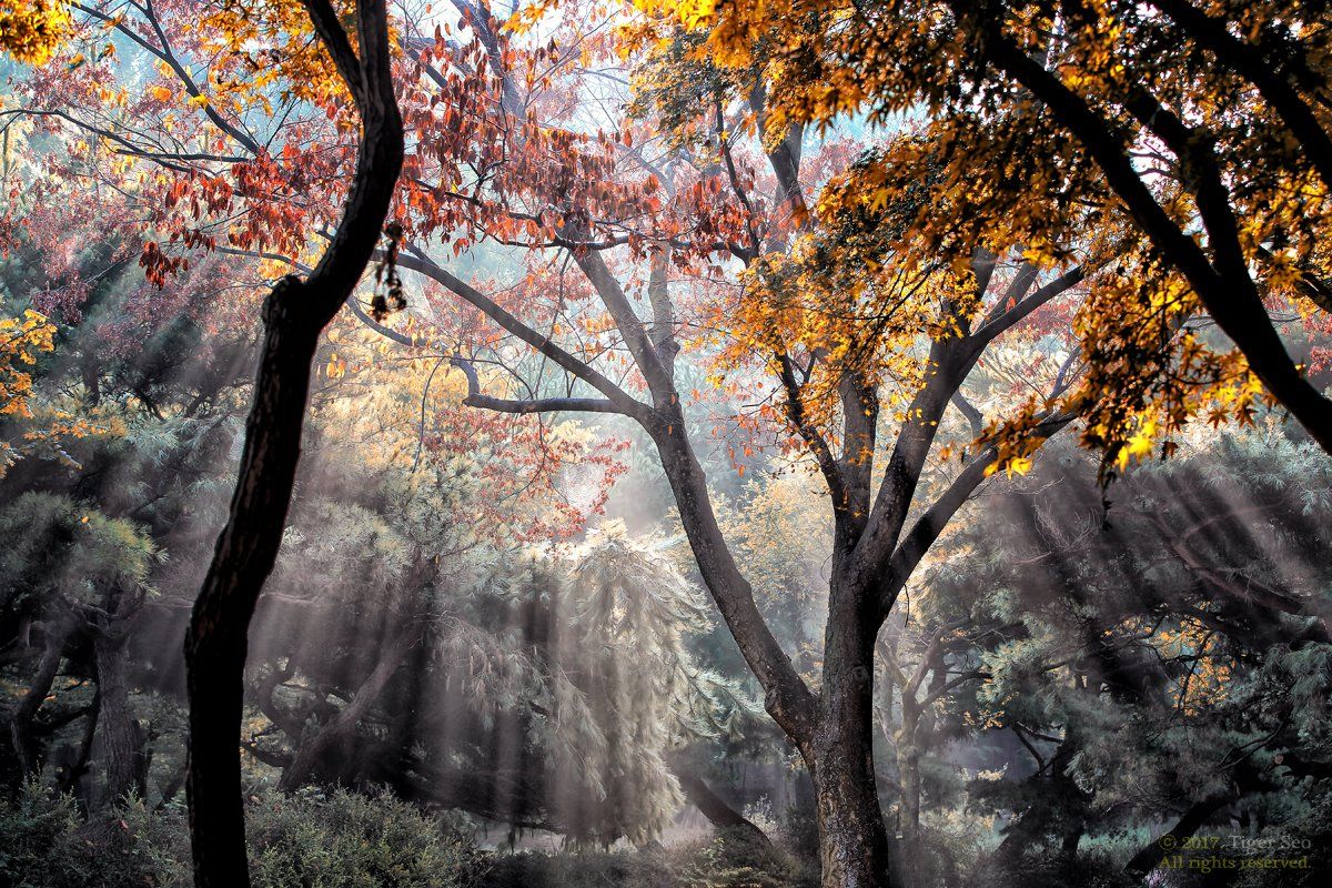 Rays light sunrise trees foliage beam Korea, Seo Tiger