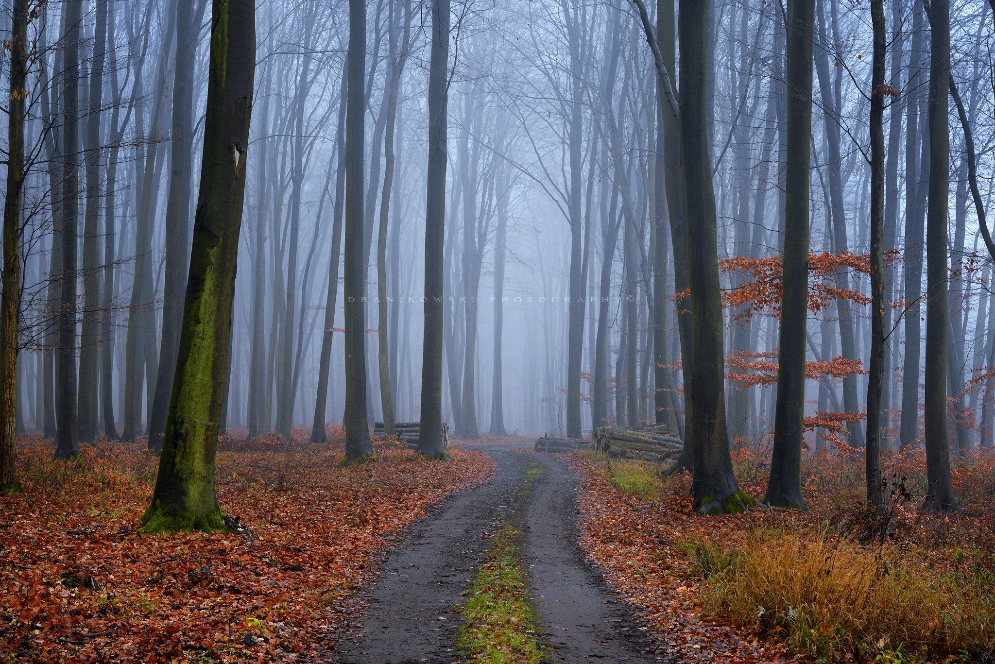 лес las forest mist magic foggy path road dranikowski trees tree autumn fall, Radoslaw Dranikowski