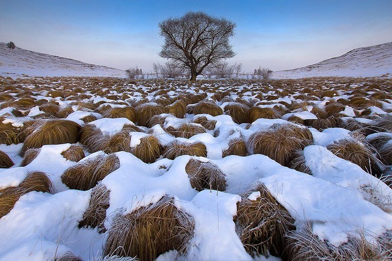 снег болото зима иней дерево трава, Качурин Алексей