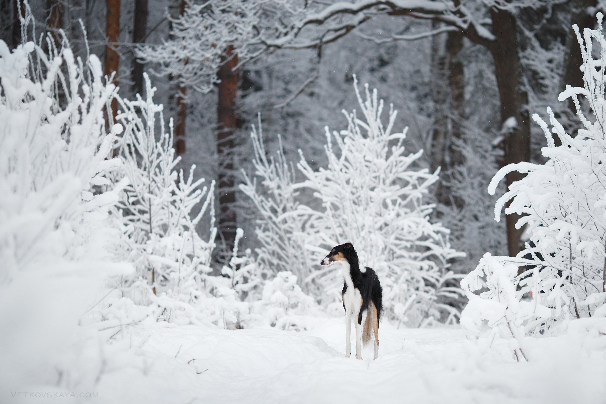 собака, лес, снегопад, поле, борзая, русская псовая, зима, Анастасия Ветковская