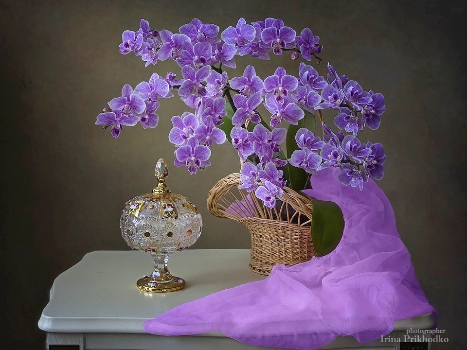 натюрморт, цветочный натюрморт, художественное фото, цветущая орхидея, фаленопсис мини, , Ирина Приходько