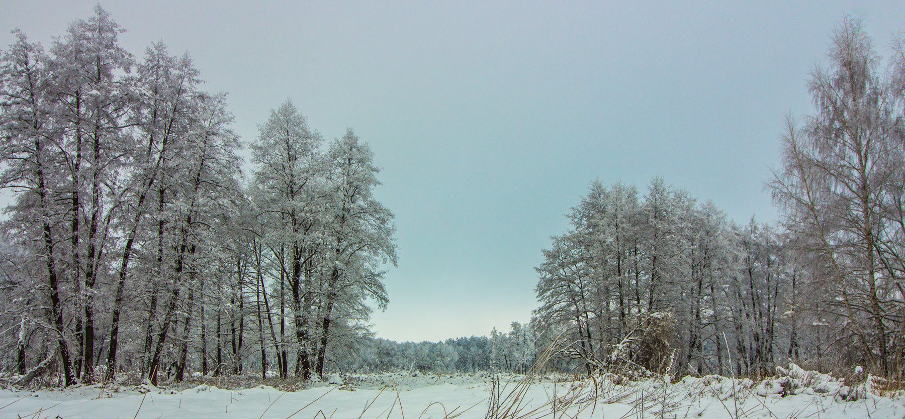 лес, зима, снег, Руслан Востриков