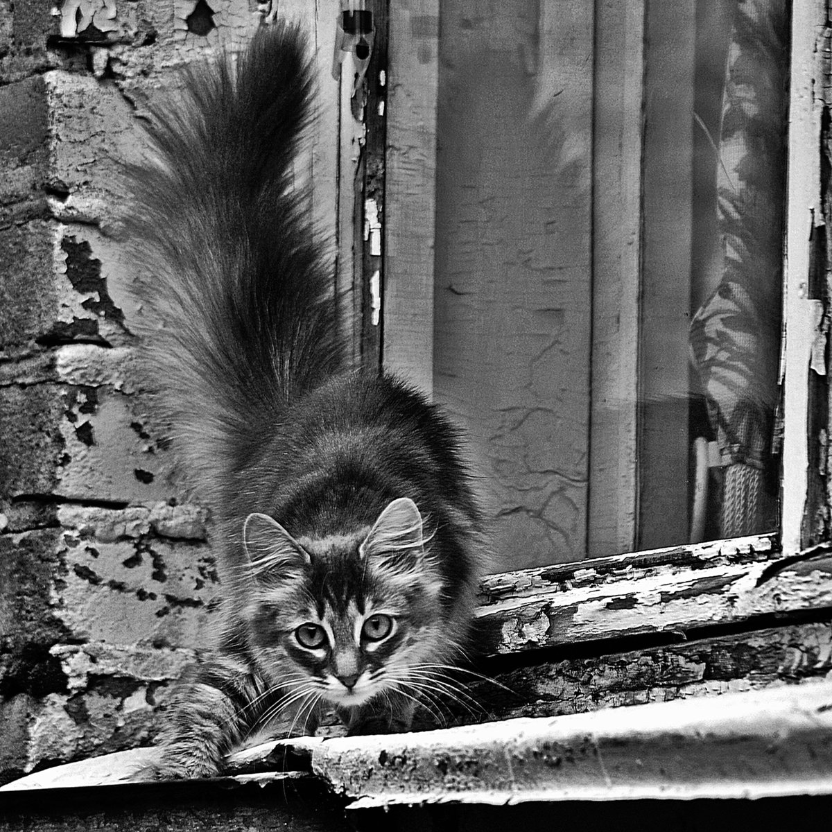 котенок, взгляд, окно, чб, апатиты, Николай Смоляк
