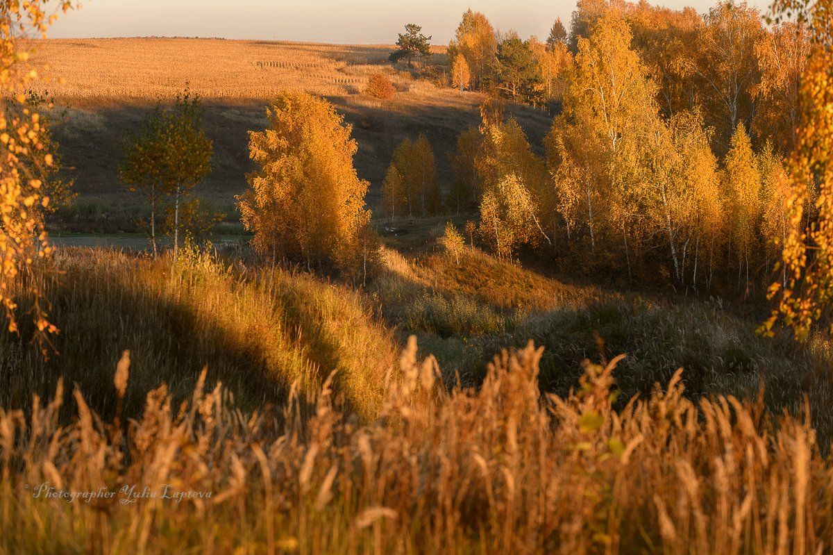 пейзаж,природа,россия,осень,золотая осень,березовая роща, Юлия Лаптева