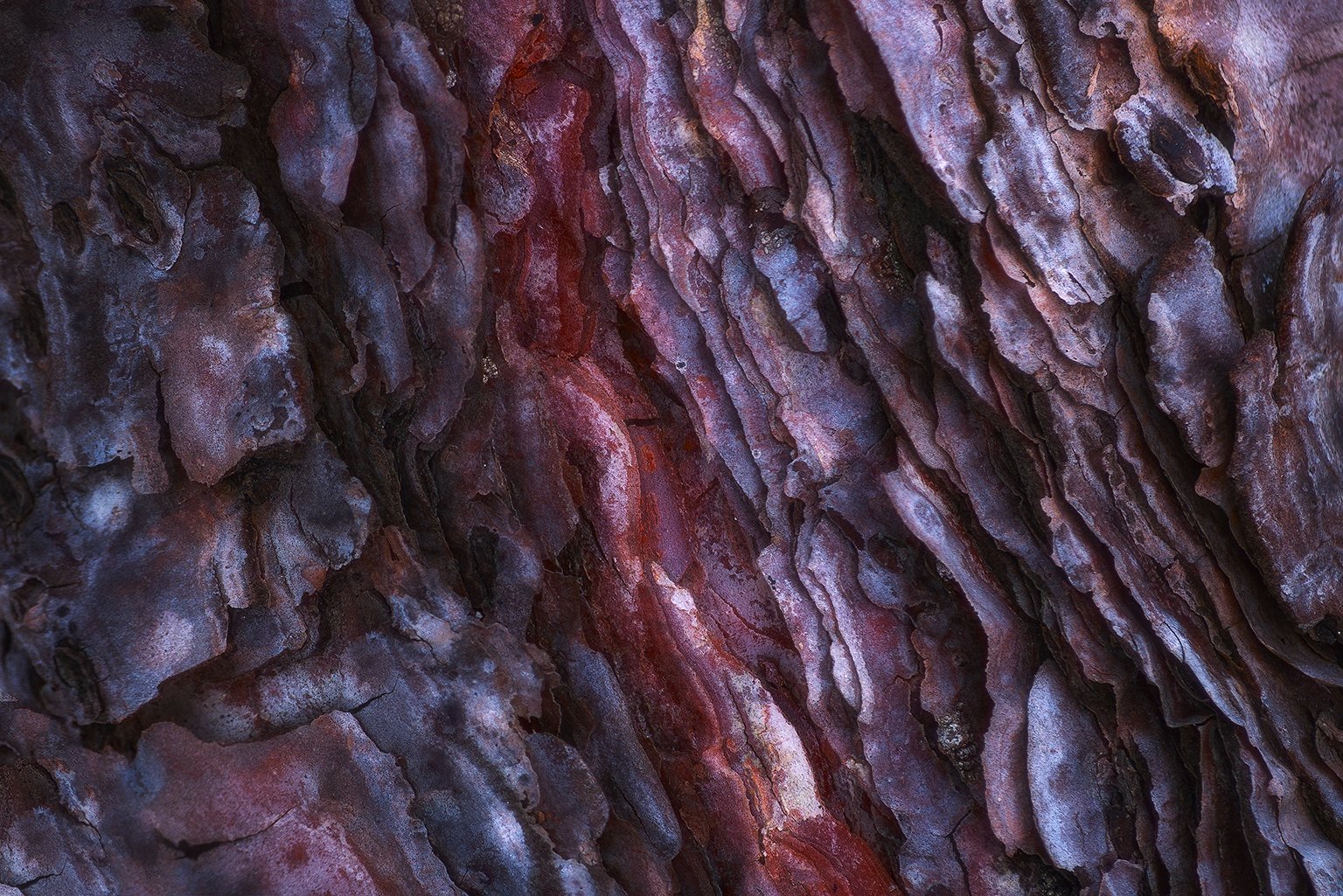 tree, bark, abstract, texture, nikon, nature, Csomai David