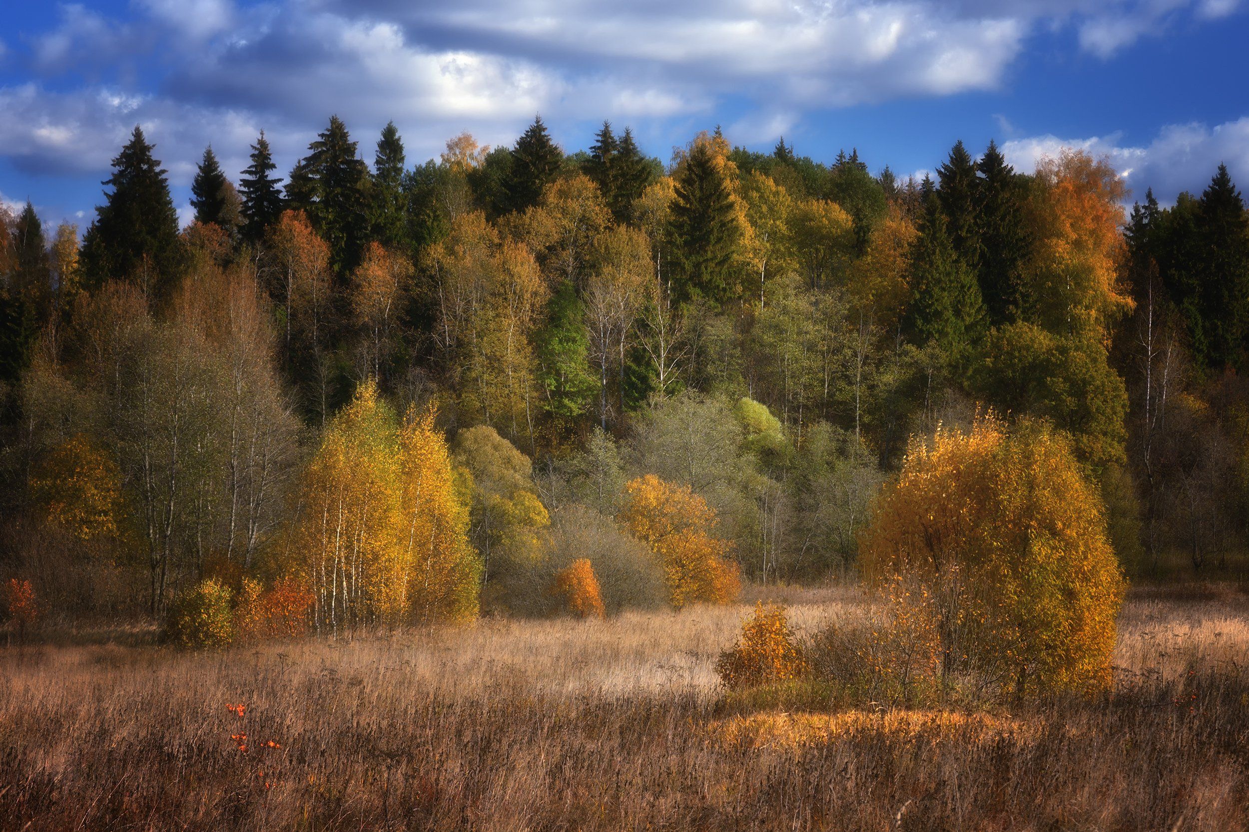лес, природа, пейзаж, осень, подмосковье, Алексей Никонов