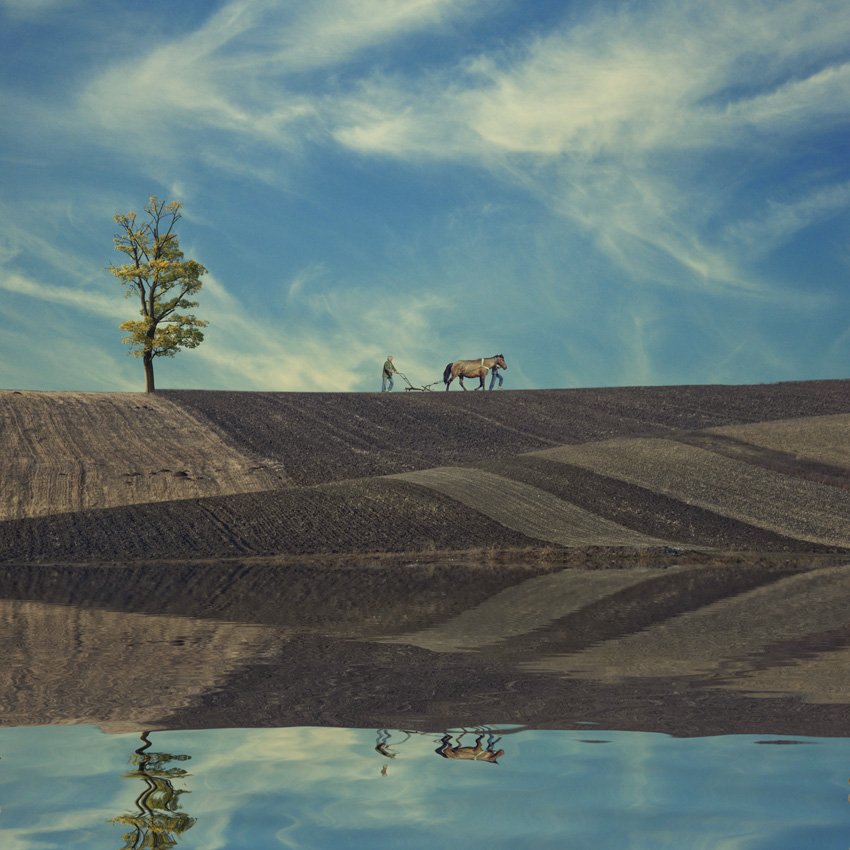 horse, tree, workers, man, ground, rural, Caras Ionut