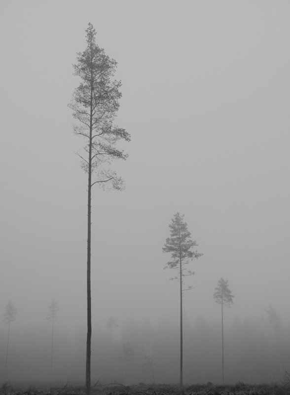 туман, сосна, осень, lo_ol