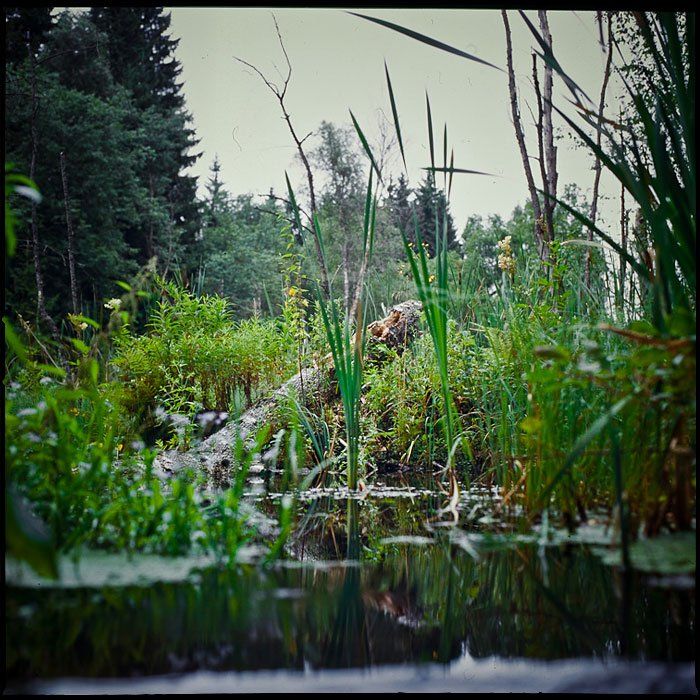 болото, природа, вода, лес, Serge Kovchenkov