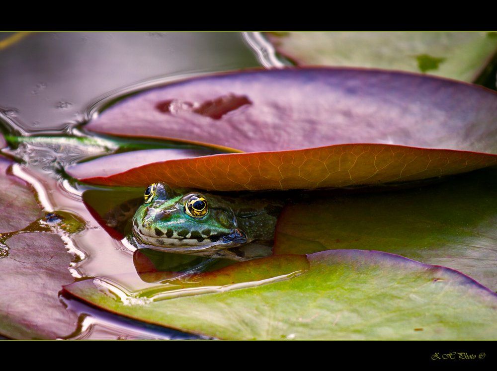 frog, lotus, leaf, pond, shelter, green, red, Zdravko
