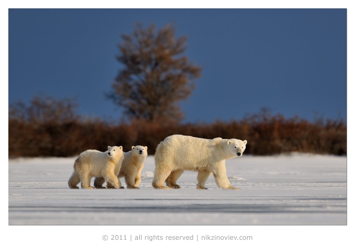 белый медведь, снег, мороз, дикая природа, канада, Николай Зиновьев