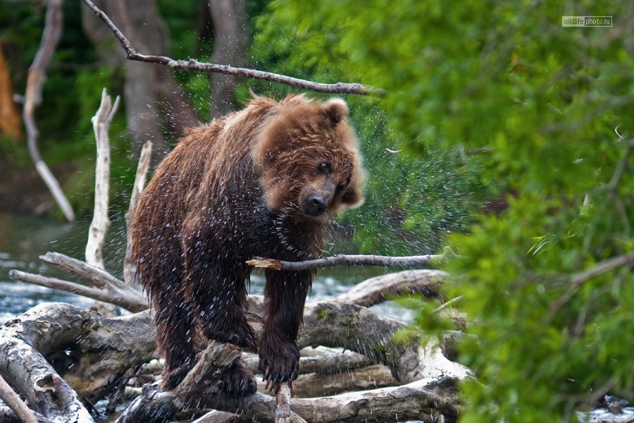 бурый, медведь, Сергей Краснощёков