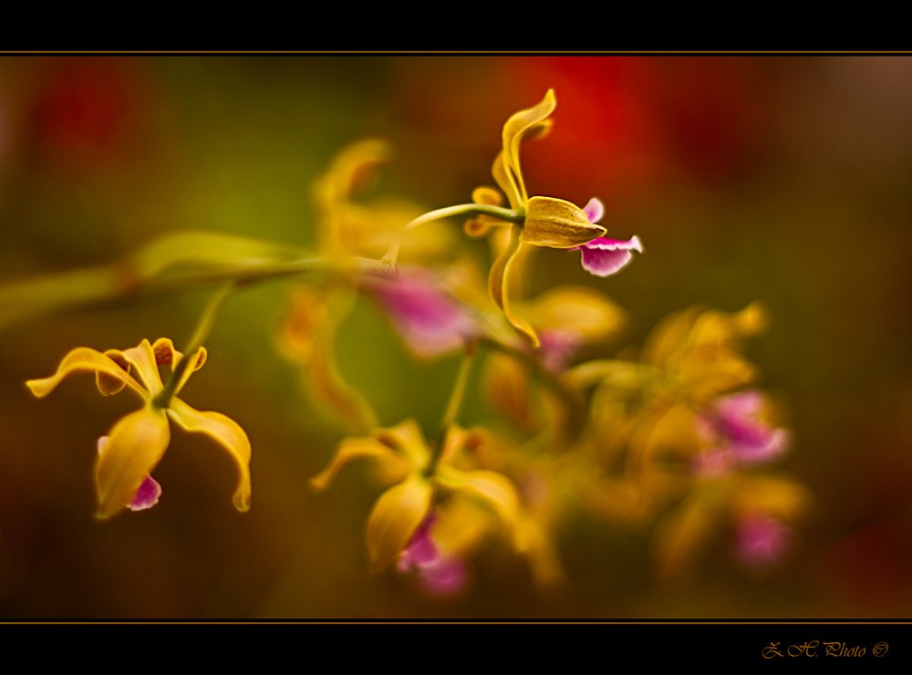 orchids, yellow, pink, red, bokeh, Zdravko