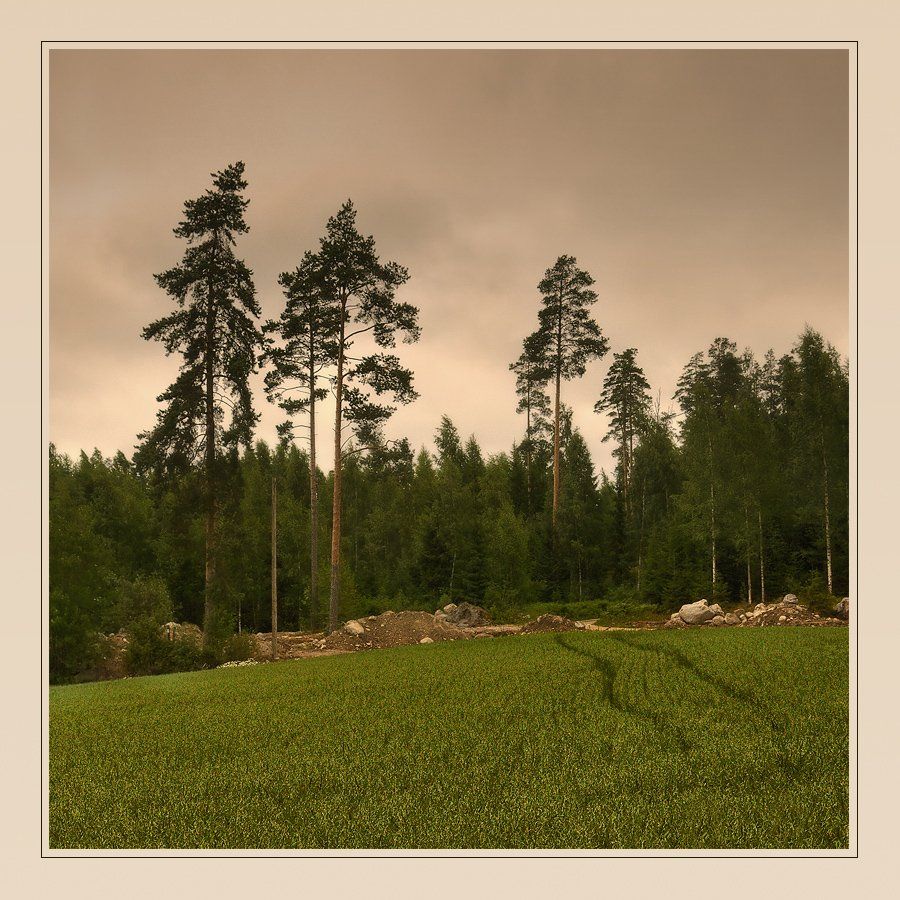 пейзаж, сосны, поле, финляндия, Oleg Dmitriev