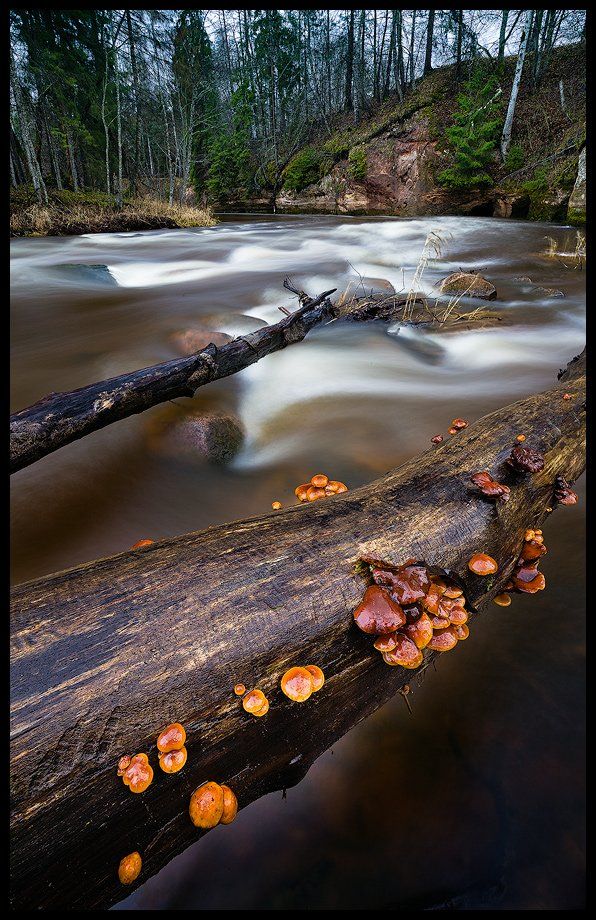 пейзаж, грибы, река, Arturs Barzdis