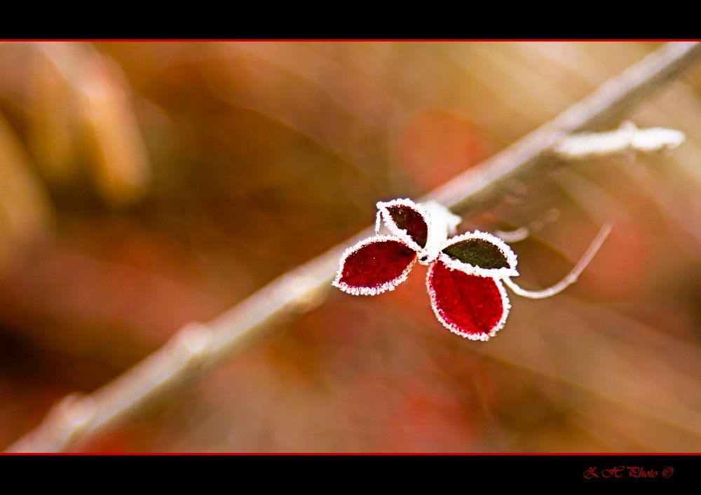 butterfly, red, green, false, frozen, leaves, Zdravko