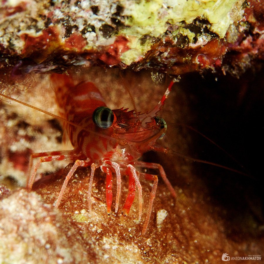 shrimp, underwater, similan islands, red, Anton Akhmatov