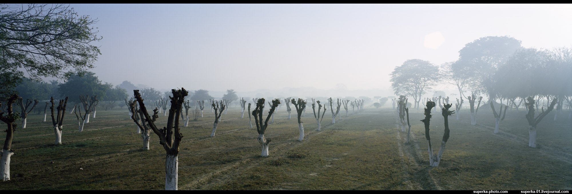 агра, индия, тадж-махал, рассвет, туман, деревья, панорама, Павел Супрун