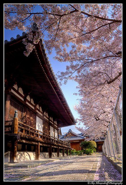 hdr, japan, temple, cherry, blossom, Ilko Allexandroff