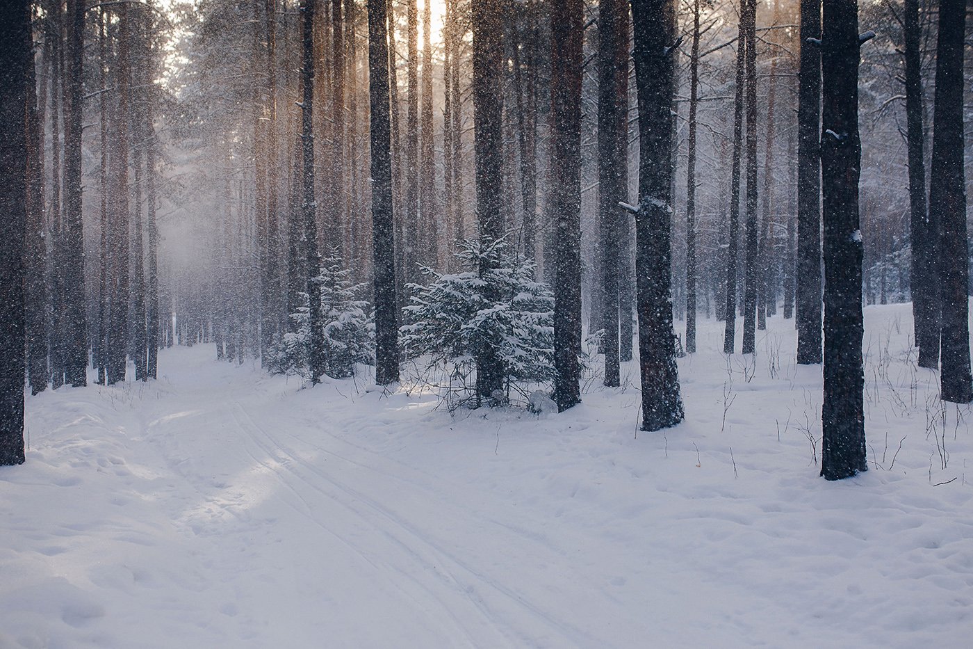 Зимний лес | Лес, Лес фотография, Зимняя фотография