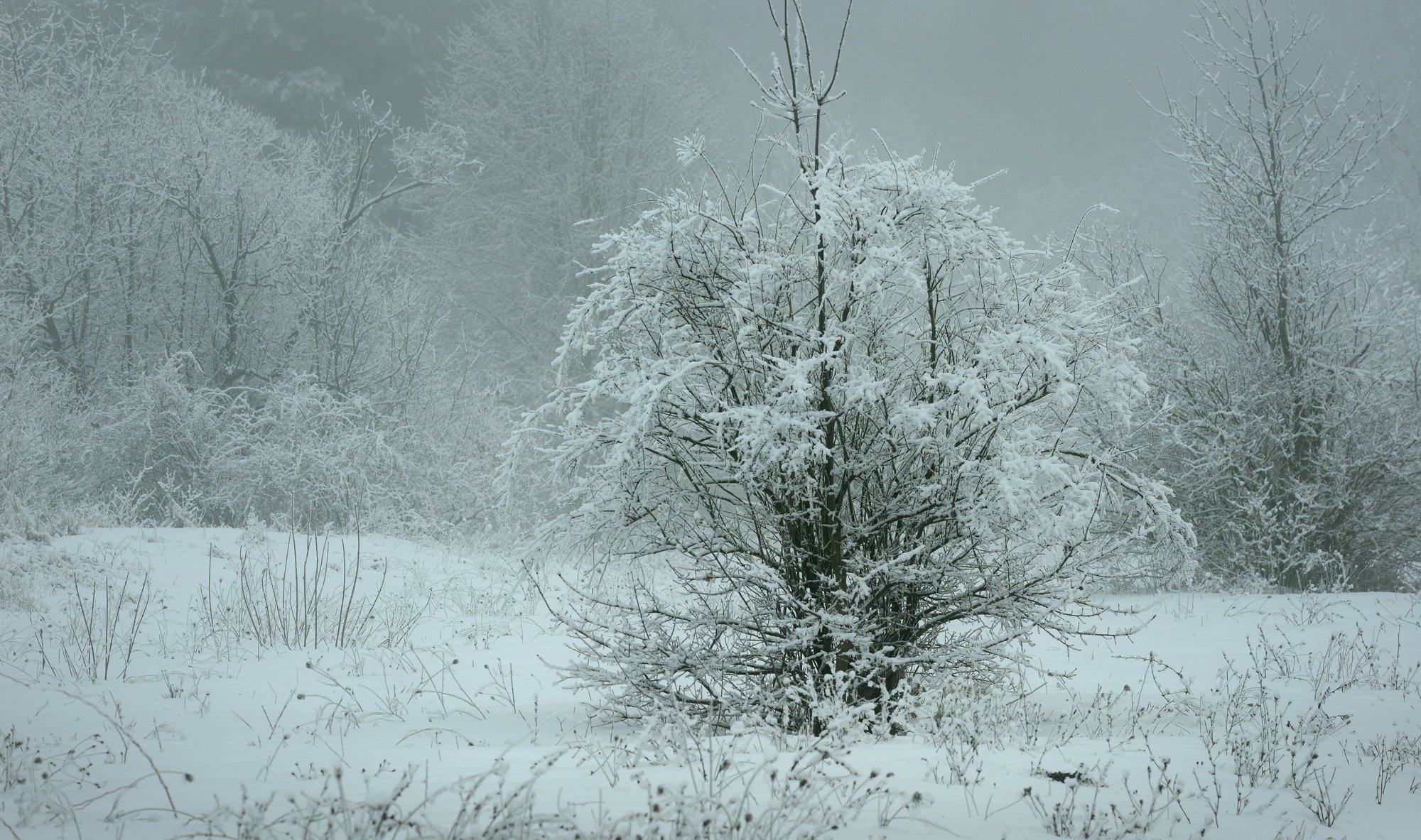 зима лес снег утро, Александр Жарников