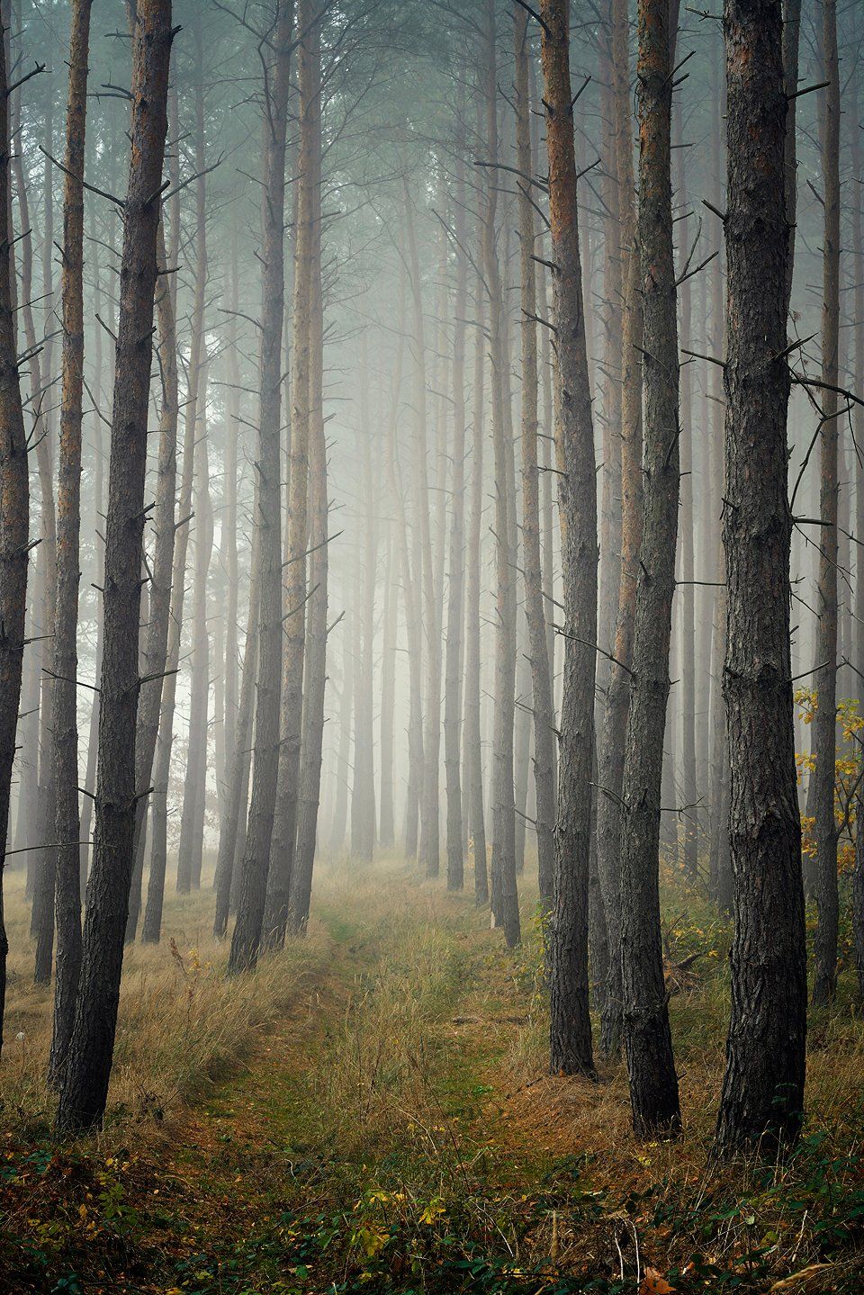 лесная дорога forest road fall autumn trees path dranikowski foggy mist magic, Radoslaw Dranikowski