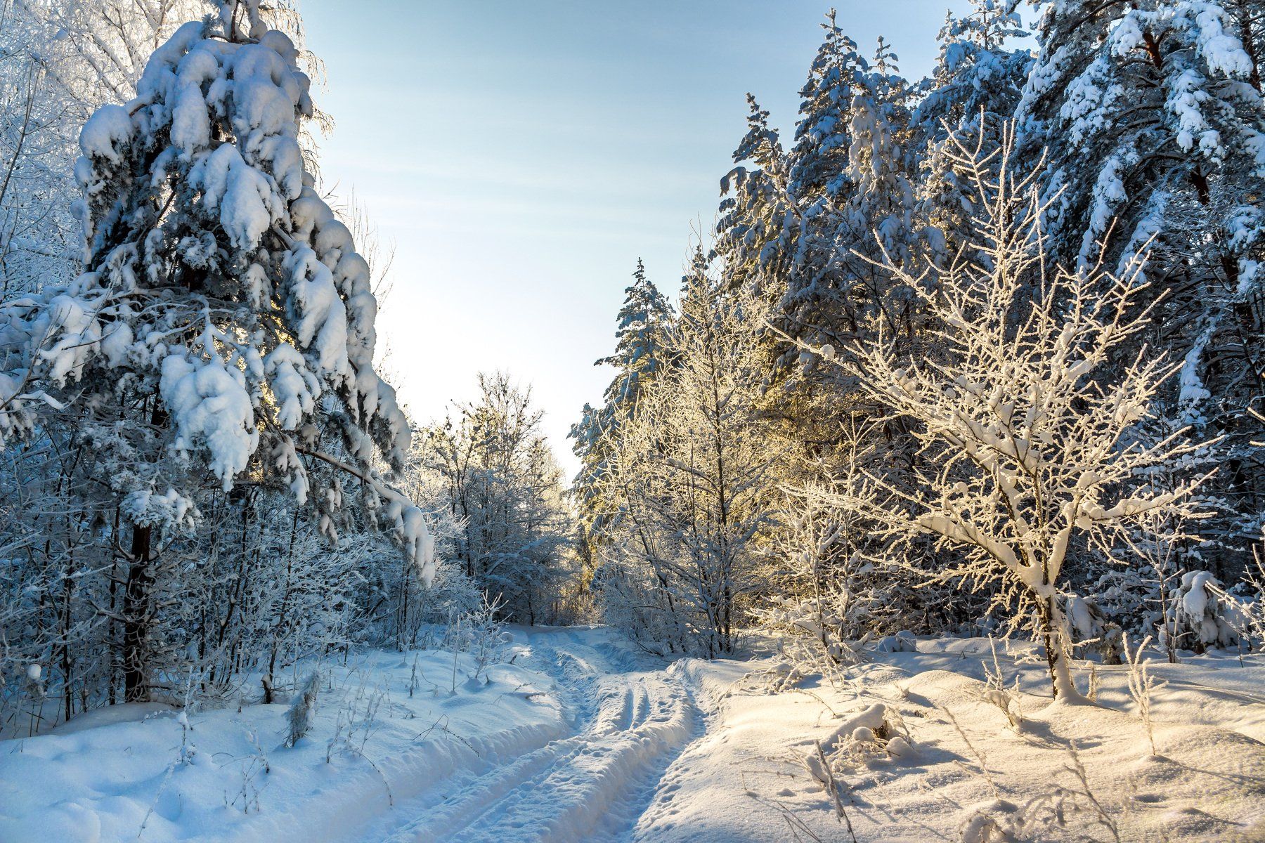 лес, зима, иней, мороз, рождество, снег, берёзы, сосны, заповедник, усмань, лыжня, Руслан Востриков