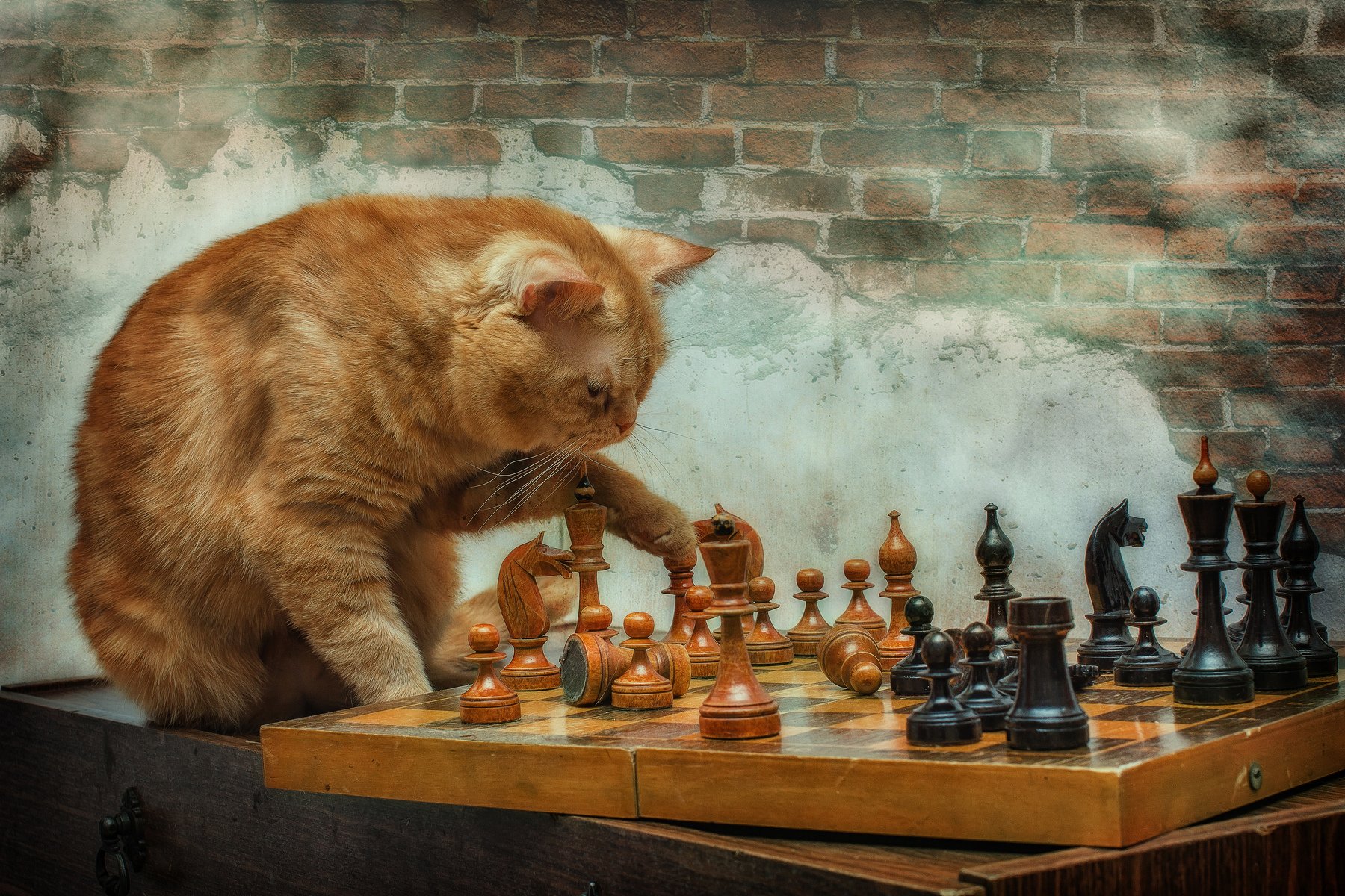 животные, кошки, кот, игра, шахматы, Анна Петина