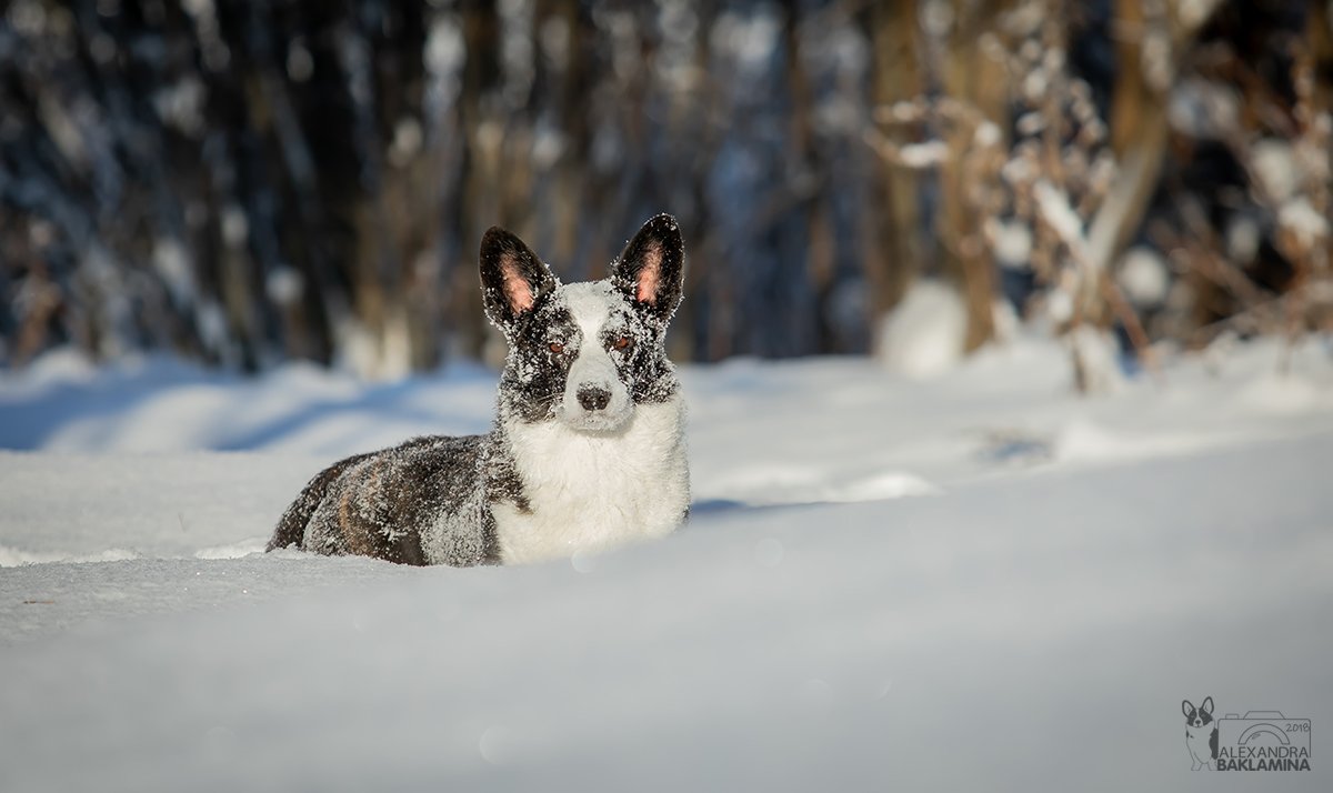 собака, зима, корги, Александра Бакламина