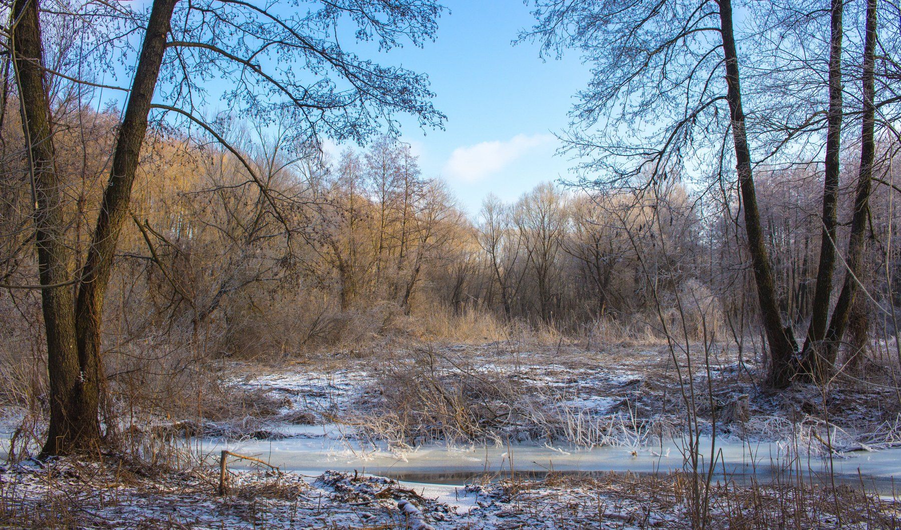 лес, зима, предзимье,мороз, ручей, река, усмань, Руслан Востриков