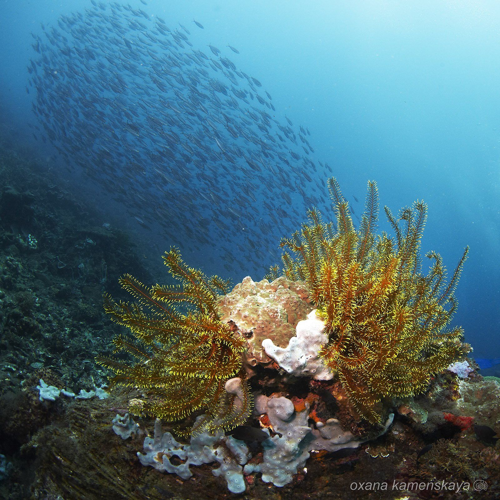 underwater phillipines blue deep diver reef, Оксана Каменская