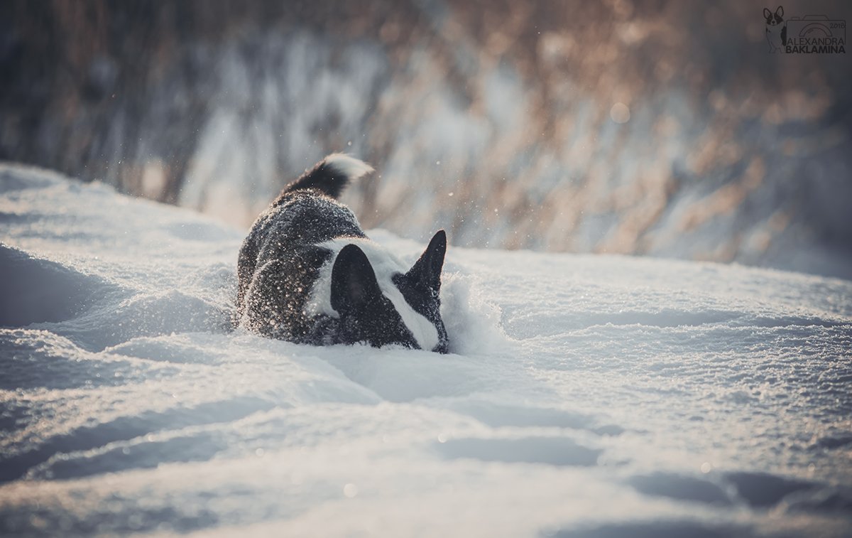 собака, зима, корги, Александра Бакламина