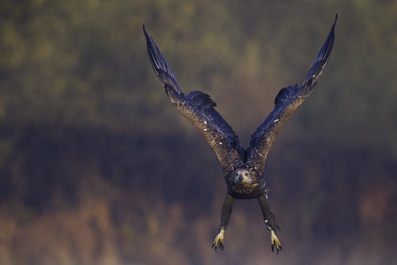 eagle, bielik, orzeł, wildlife, bird, in flight,, Adam Fichna