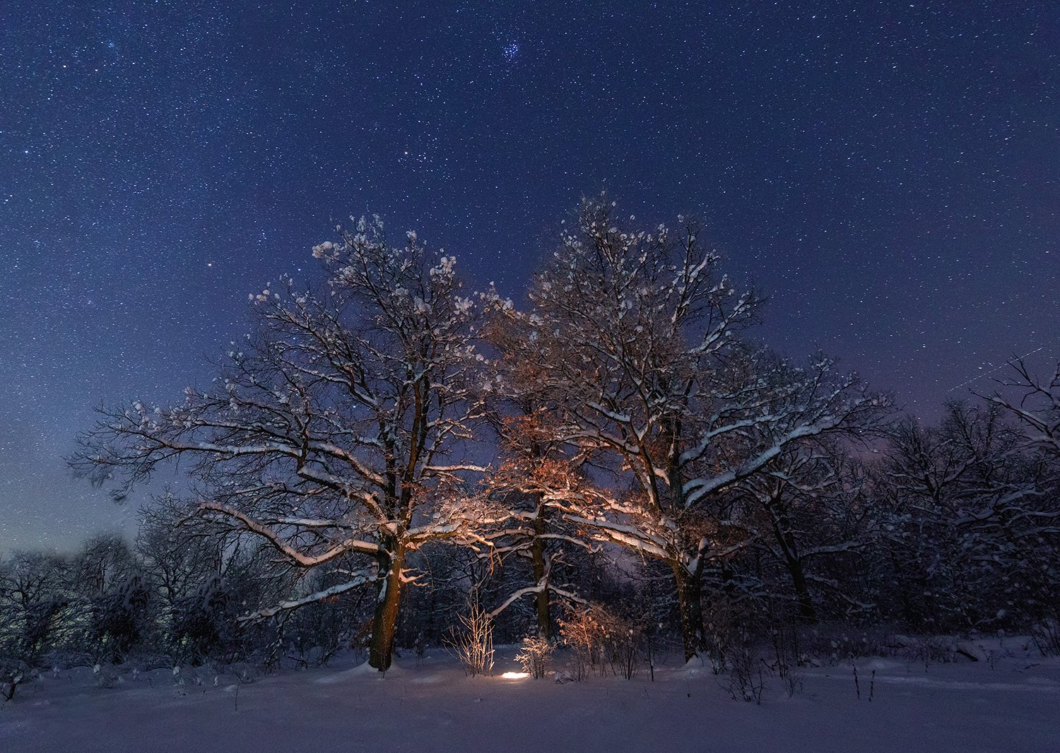 ночь, звезды, лес, снег, зима, Артемий Тузов