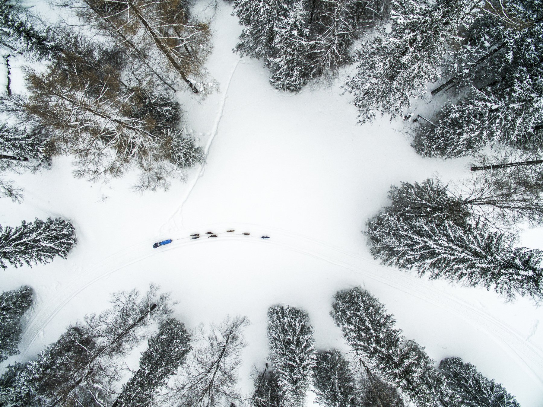 sled, dog, winter, snow, forest, Maksim Tarasov