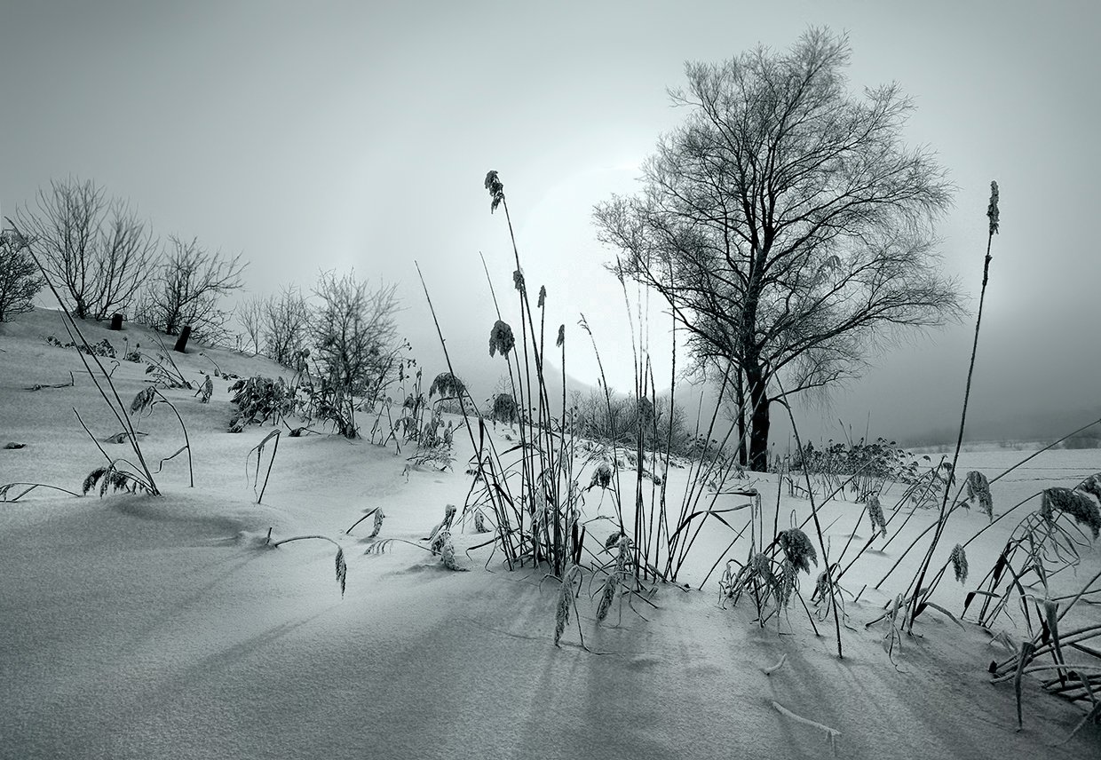 свет, утро, туман, деревья, лучи, солнце, зима, снег, тени, мороз, Валерий Чичкин