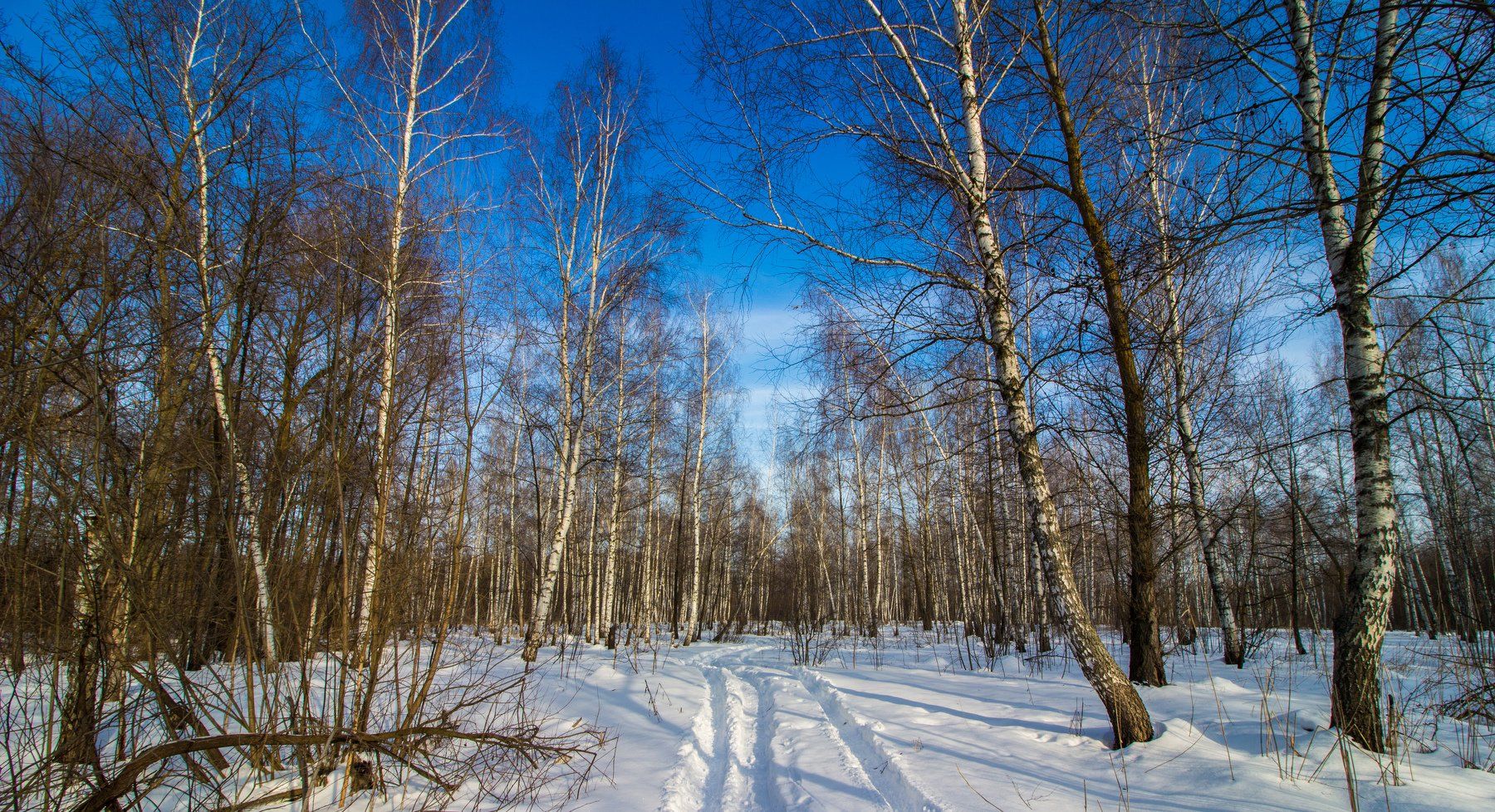 лес, зима, снег, берёзы, дорога, Руслан Востриков