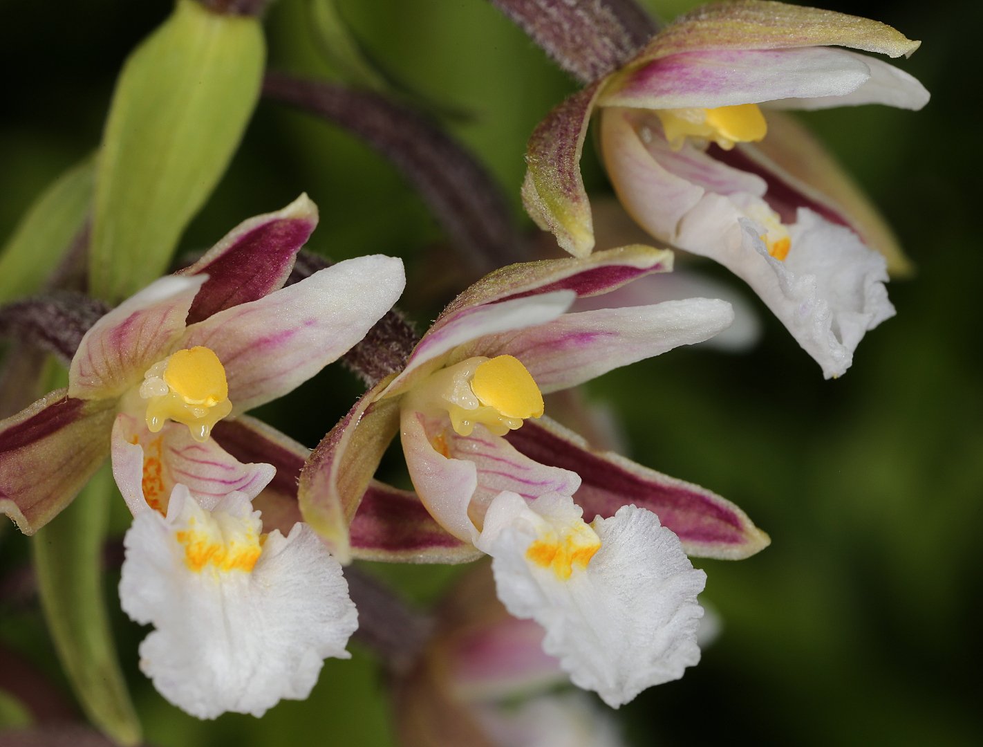 Орхидея дремлик  Epipactis palustris, Александр Зорин