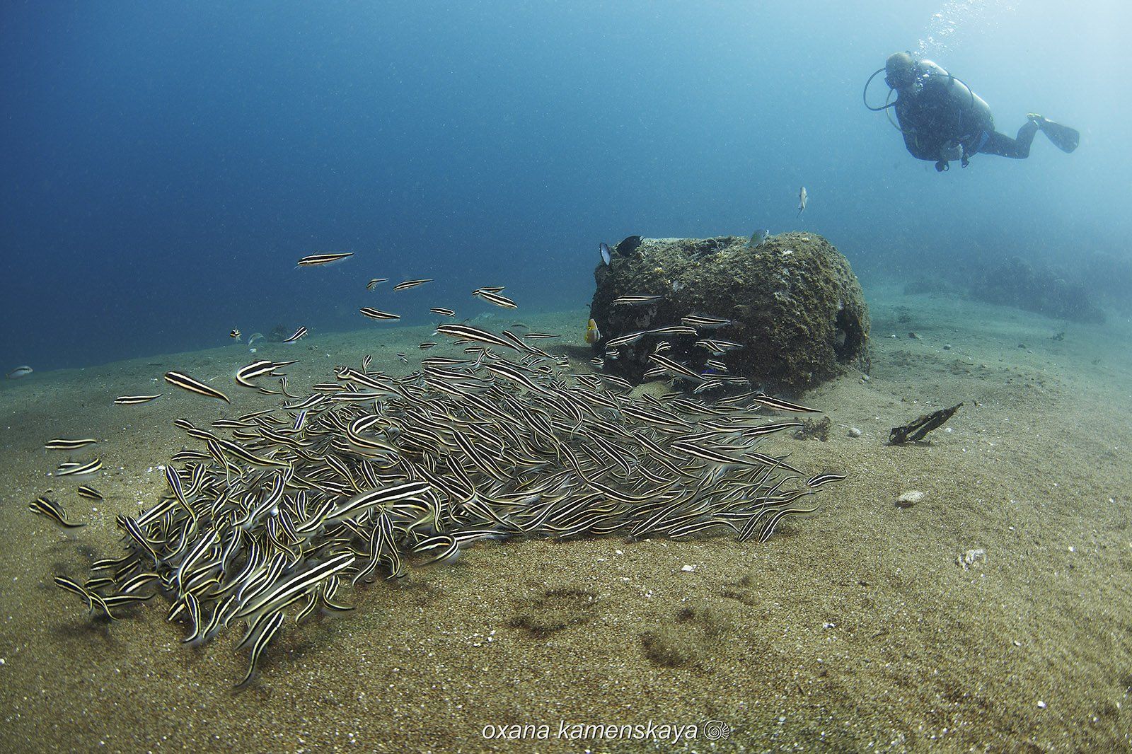 underwater phillipines blue deep diver schoolfish, Оксана Каменская