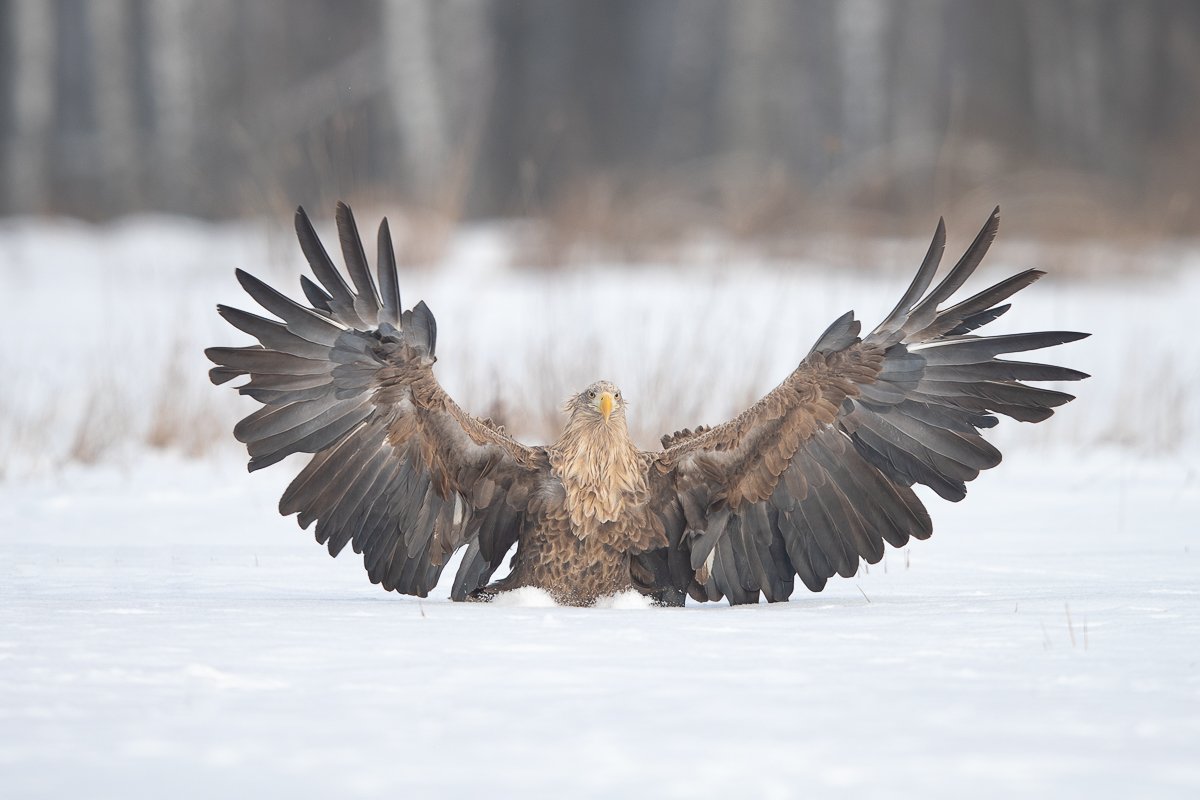 eagle,polamd,winter,wildlife, Marek Biegalski