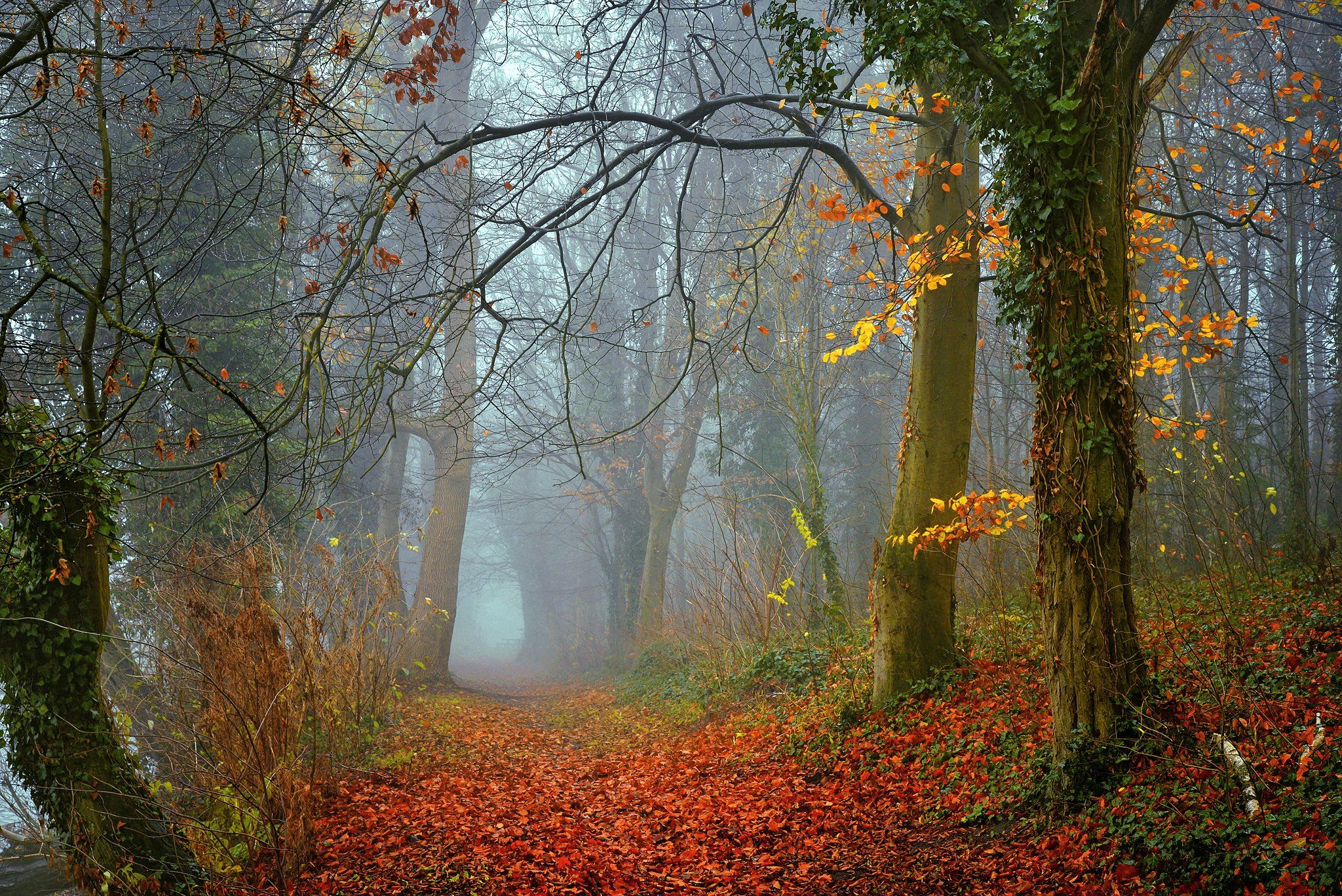 осенняя аллея autumn alley dranikowski path road mist magic trees foggy colours d610 fall, Radoslaw Dranikowski